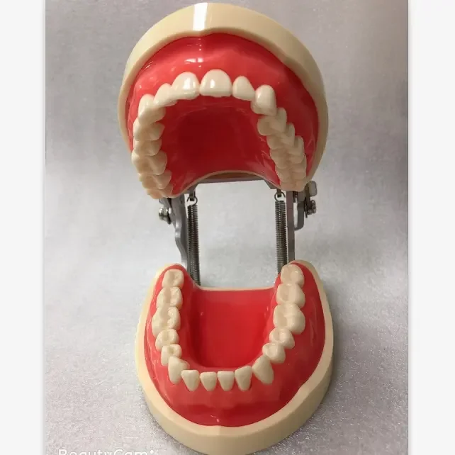 Compatible Typodont Nissin Dental Model with 32 28 Loose Teeth for Replacement 2